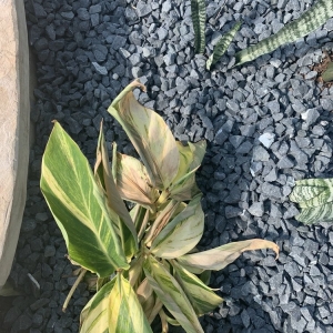 Photo of Precision Landscape Services Inc