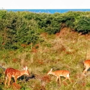 Photo of Kiawah Island Getaways