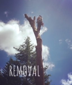 Photo of Artisan Landscaping & Tree Service