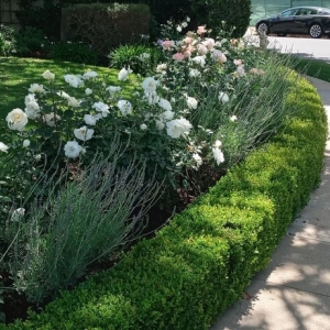 Photo of Pacific Landscape Design