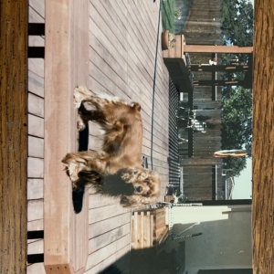 Photo of Golden Bear Construction
