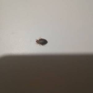 Photo of M&M Pest and Wildlife