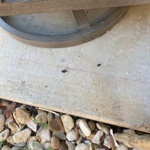 Photo of M&M Pest and Wildlife