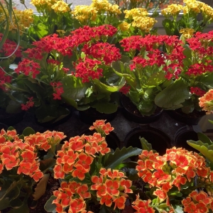 Photo of Dammann's Garden Company