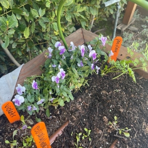 Photo of Hope Gardens Landscaping