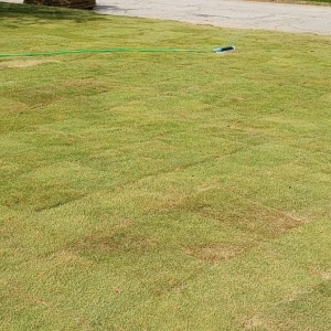 Photo of Grace Lawn Care Services