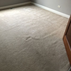 Photo of Premier Carpet Solutions
