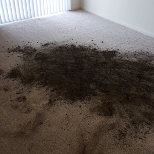 Photo of Premier Carpet Solutions