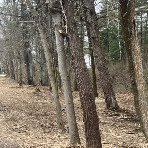 Photo of Marlow Brothers Land Clearing