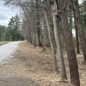 Photo of Marlow Brothers Land Clearing