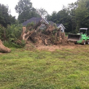 Photo of Neidhart's Stump Removal