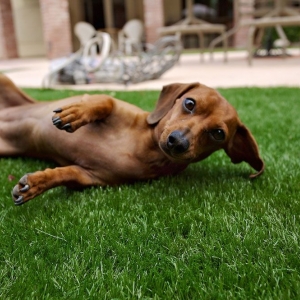 Photo of SYNLawn Arizona by Paradise Greens