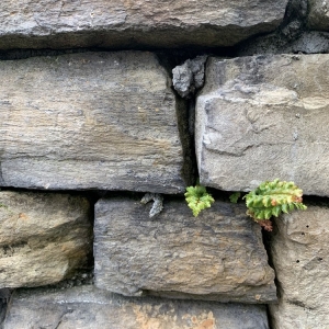 Photo of Craftsman Masonry
