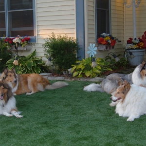 Photo of Chicago Dream Grass