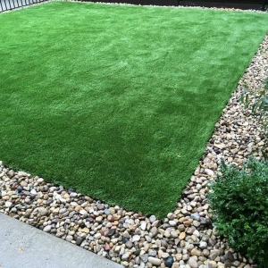 Photo of Chicago Dream Grass