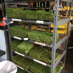 Photo of Irrigation Express and Simple Turf