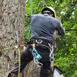 Photo of Solar Landscaping & Tree Service - McLean