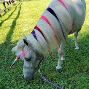 Photo of Party Girl Pony Rides