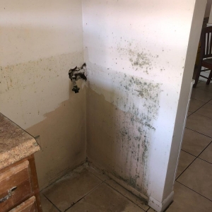 Photo of Mold R Us