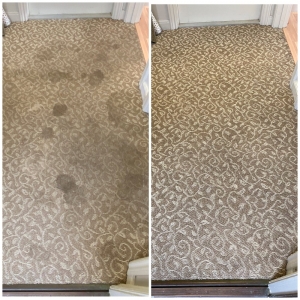 Photo of Bay Area Carpet Master