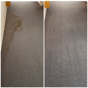 Photo of Bay Area Carpet Master