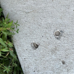 Photo of ART of Concrete