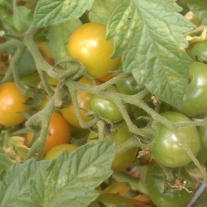 Photo of Dirt Girl Gardens