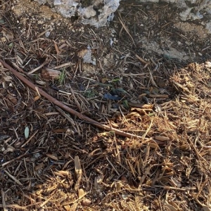Photo of CLC Landscaping