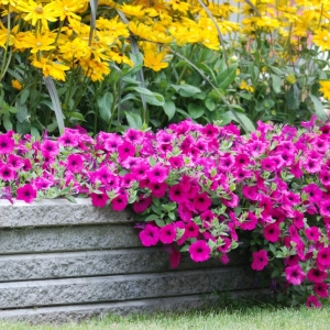 Photo of TLC Total Lawn Care