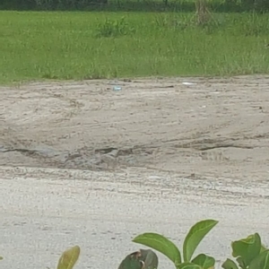 Photo of TLC Total Lawn Care