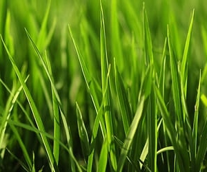 Photo of The Lawn Tutor