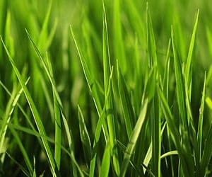 Photo of The Lawn Tutor