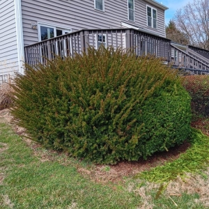 Cheverly Omc Landscape