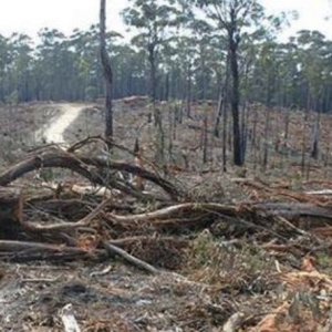 Photo of By Your Designs Land Clearing and Excavation