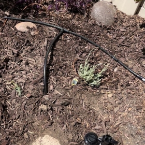 Photo of Tinh's Lawn Care and irrigation