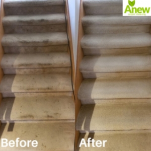Photo of Anew Carpet Cleaning