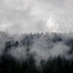 Photo of Aerial Forestry Services