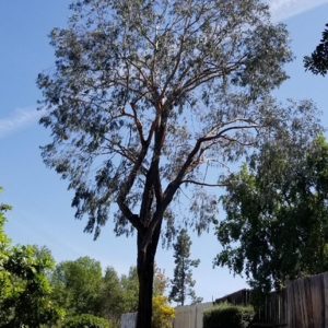 Photo of Westwind Landscape and Tree Service