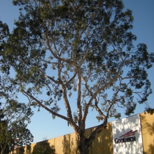 Photo of Westwind Landscape and Tree Service