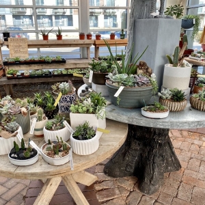 Photo of Cactus & Tropicals