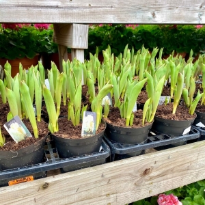 Photo of Moore & Moore Garden Center