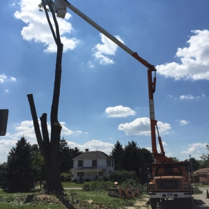Photo of Urban Landscape & Tree Specialist