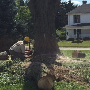 Photo of Urban Landscape & Tree Specialist