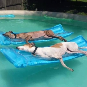 Photo of Dog Days of Summer Pool Service