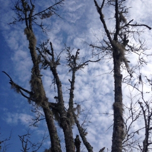 Photo of J & K Tree & Land