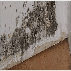 Photo of Water Damage Culver City