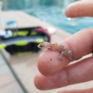 Photo of Pleasant Pool People