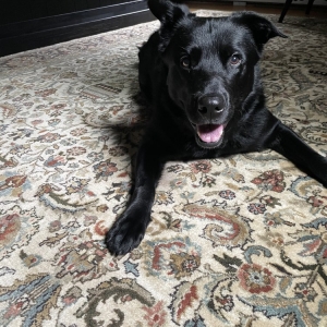Photo of Middletown Rug & Carpet Cleaning