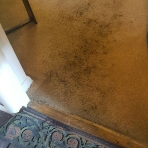 Photo of Doctor Carpet