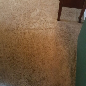 Photo of Doctor Carpet